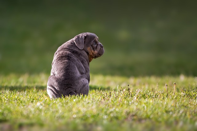 Urocaninsäure wurde zuerst in Hundeurin entdeckt