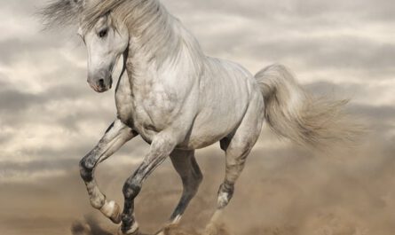 Autosuggestion ist woie ein wildes Pferd. Wir müssenes reiten lernen