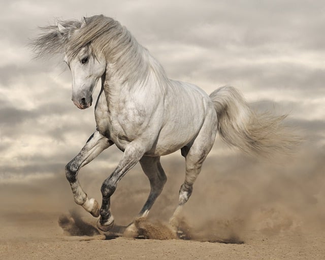 Autosuggestion: das innere Pferd reiten